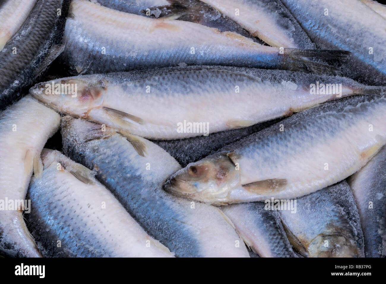 Frozen herring. Frozen group of fish. iced atlantic fish. Herrings ...