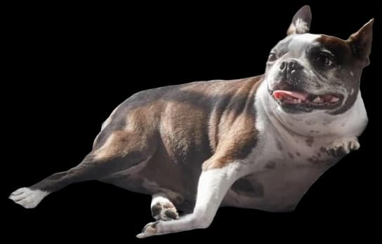 Runyon Orthopedic Dog Bed | Memory foam pet bed, Orthopedic pet bed ...