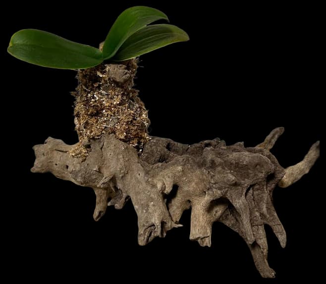 Orchid mounted on drift wood. | Orchids, Growing orchids, Orchids garden