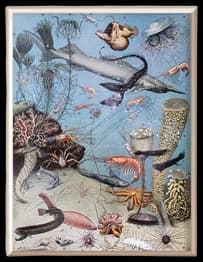 vintage marine chart | Marine biology, Science poster, Biology