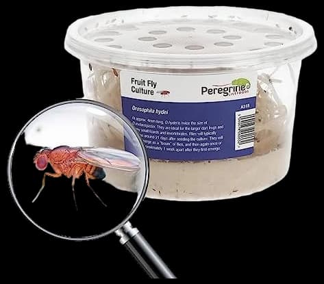 Livefoods4u Live Flightless Fruit Flies – Live Food for Reptiles ...