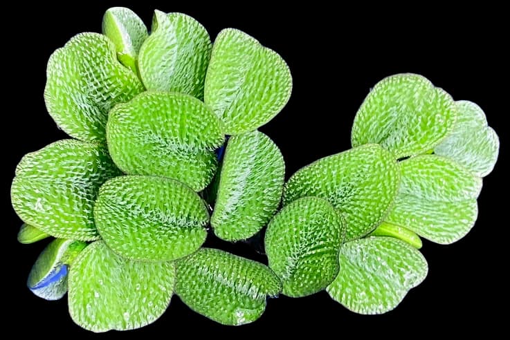 Amazon.com: Water Spangle, Salvinia Minima, Live Aquarium/Aquatic ...