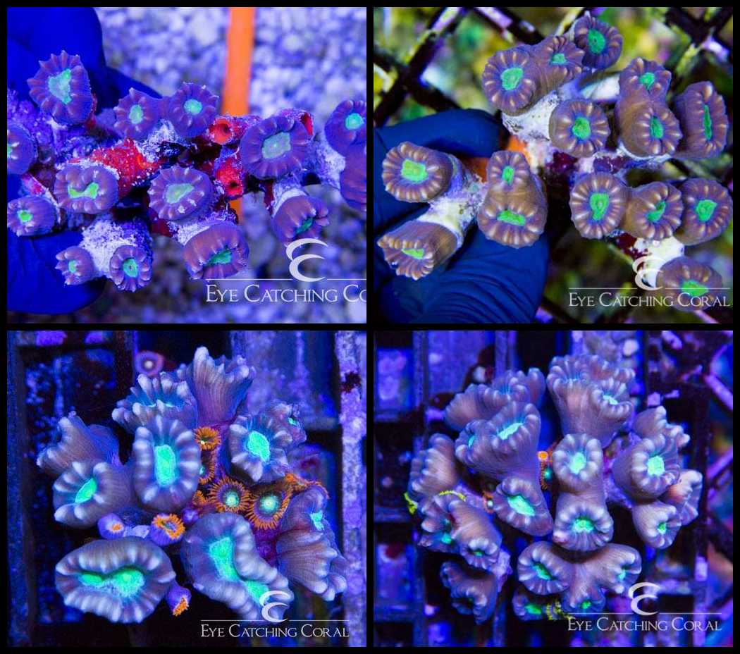 Fiji Colonies | Wholesale Coral | Eye Catching Coral