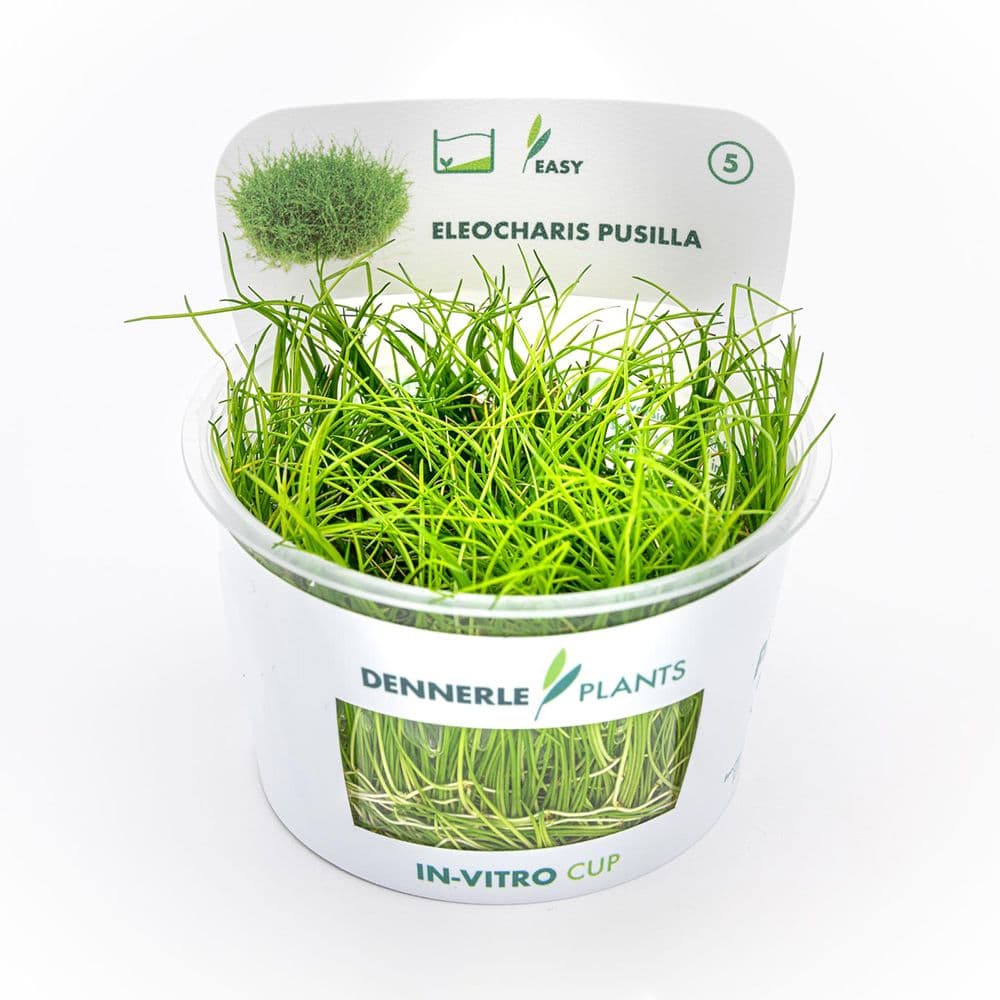 Dennerle Plants növény - Eleocharis parvula mini pusilla - zselés ...