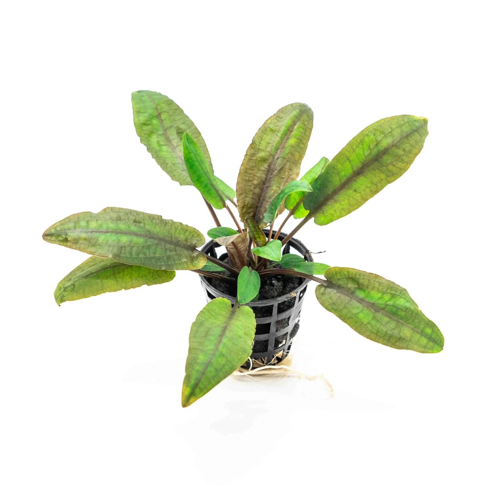 Cryptocoryne wendtii 'Tropica' - Green Water Aquascapes