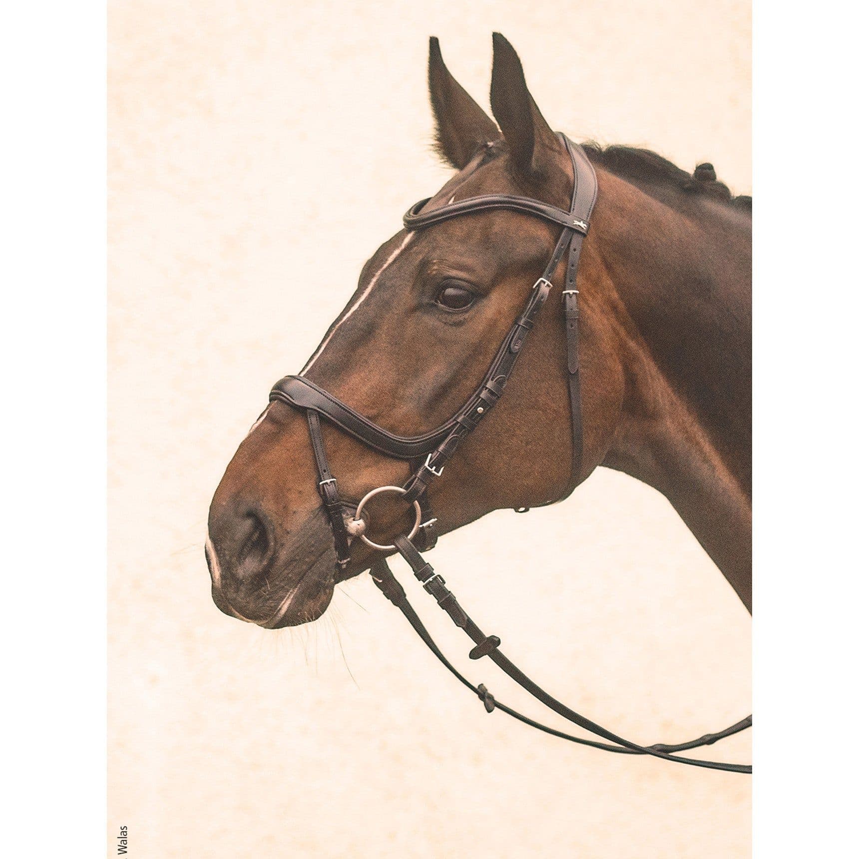 Schockemohle Equitus Alpha Anatomical Special Bridle, Espresso/Silver ...