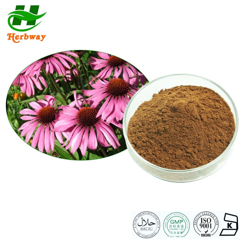 Herbway 4% Echinacosides Natural Herbal Extract Echinacea Purpurea ...