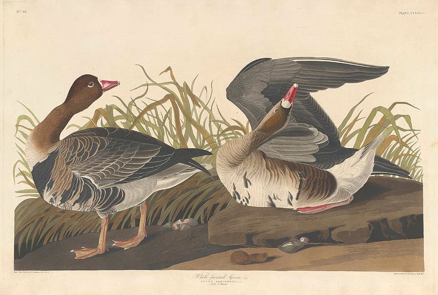 White fronted Goose Drawing by Robert Havell after John James Audubon ...
