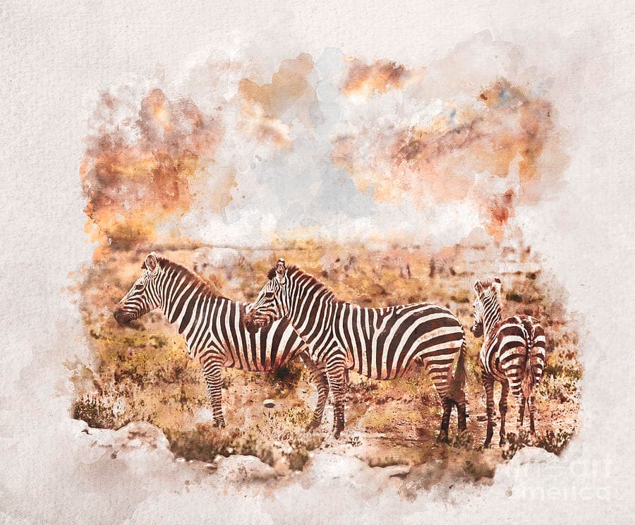 Zebras herd on African savanna at sunset. Photograph by Michal Bednarek ...