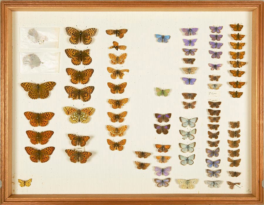 Wallace Collection Butterfly Specimens Photograph by Natural History ...