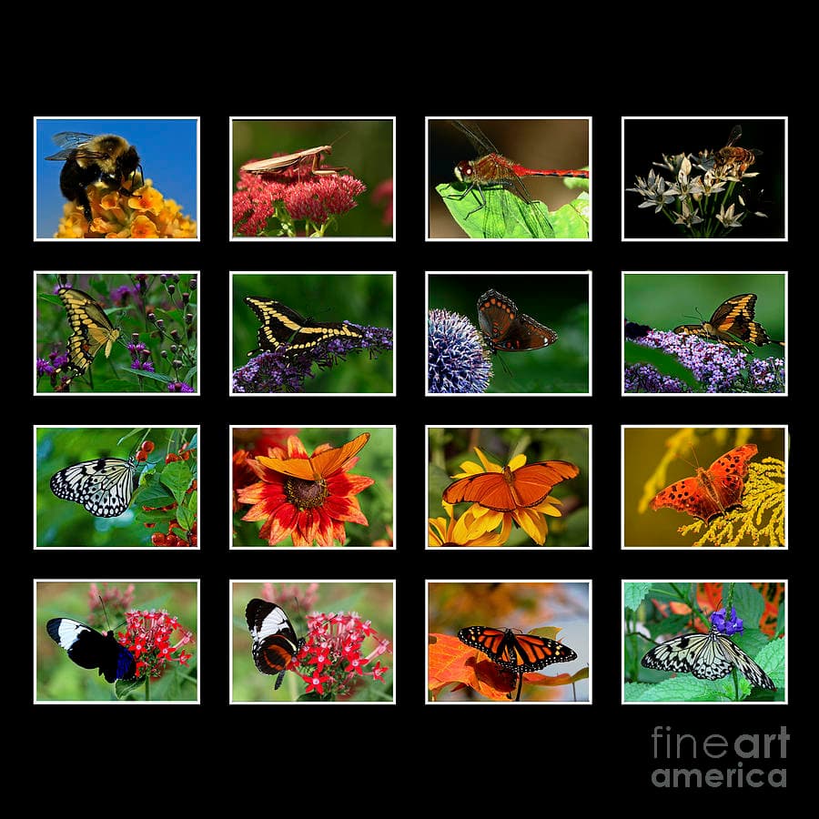 Butterfly and Insect Collection Photograph by Inspired Nature ...