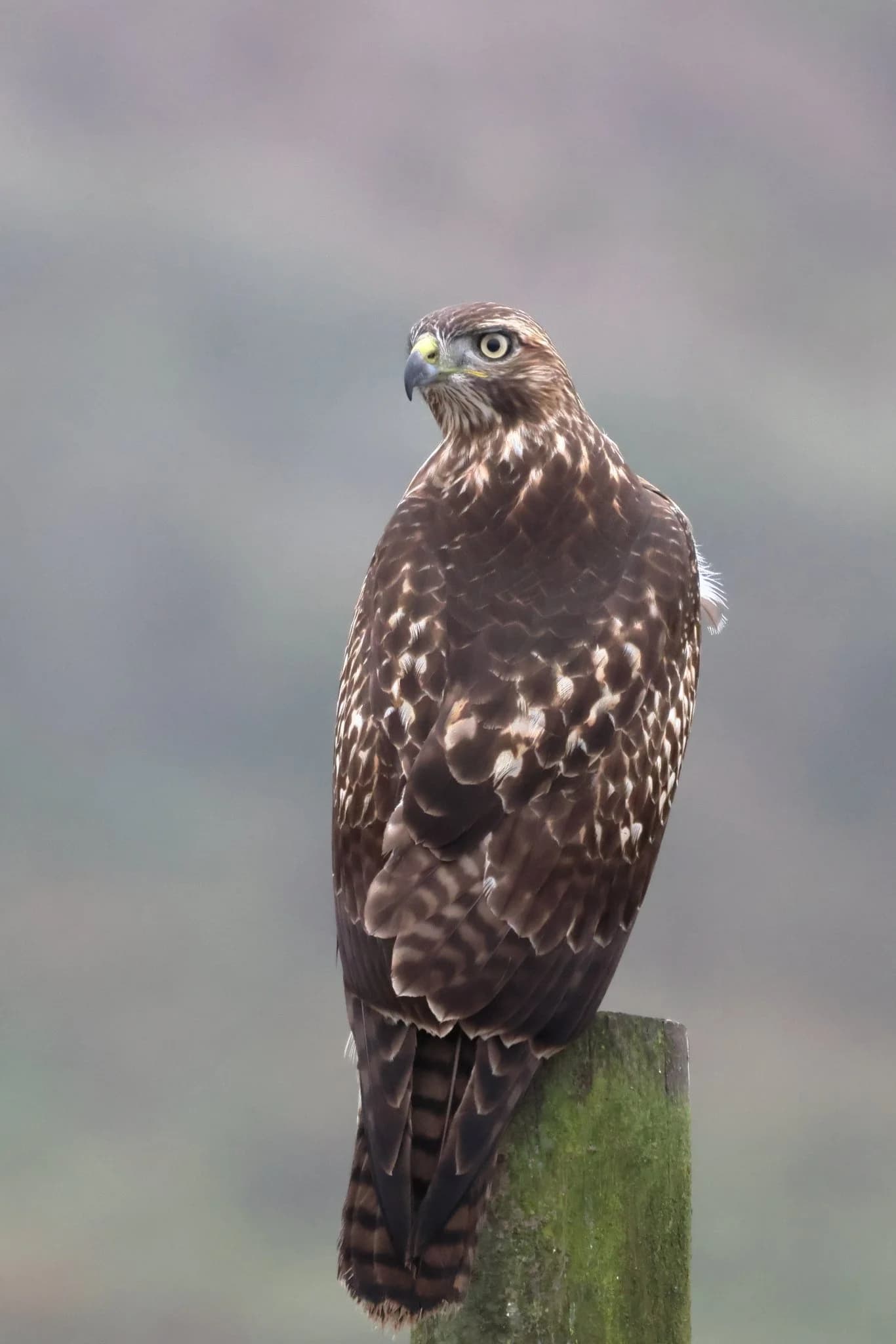 Meet the Red-tailed Hawk — Sacramento Audubon Society