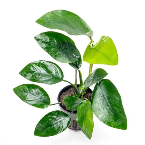 Tropica Plant - Anubias barteri var. nana Rooted on Mangrove Wood ...