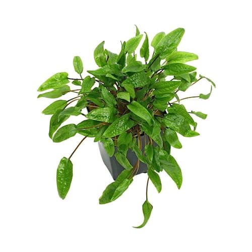 Cryptocoryne wendtii 'Green'