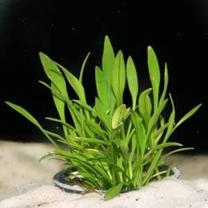 Cryptocoryne parva - AQ087 – Lincspplants