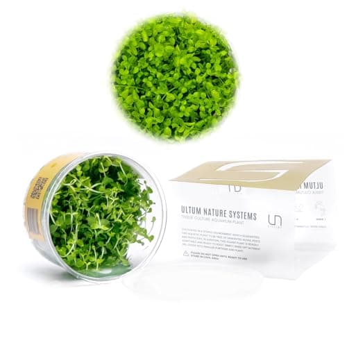 Micranthemum 'Monte Carlo' ( 1-2-Grow ) Online | Aquarium plants UK ...