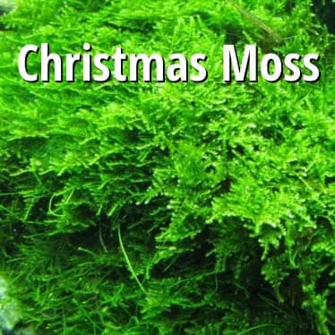 Tropica Vesicularia Montagnei 'Christmas Moss' | HeldeReef Aquatics