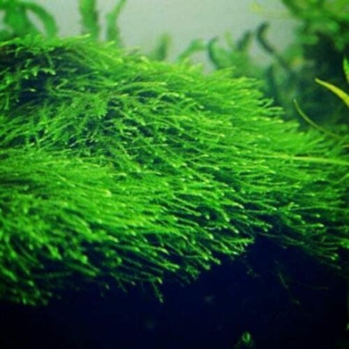 Taxiphyllum barbieri Java moss Tropica