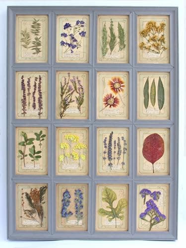 Framed Pressed Botanical Prints Set of 4 | Antique Farmhouse
