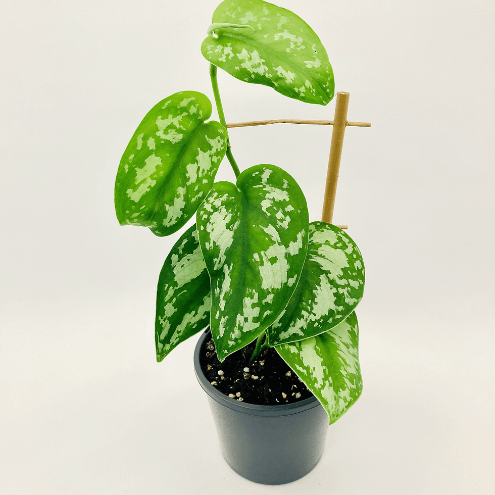 Scindapsus Pictus – SATIN POTHOS | JungleDivine