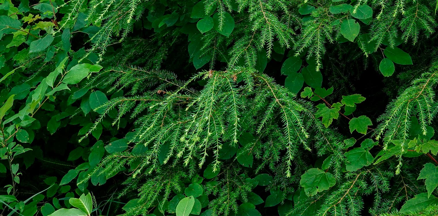 Eastern Hemlock | Tsuga canadensis