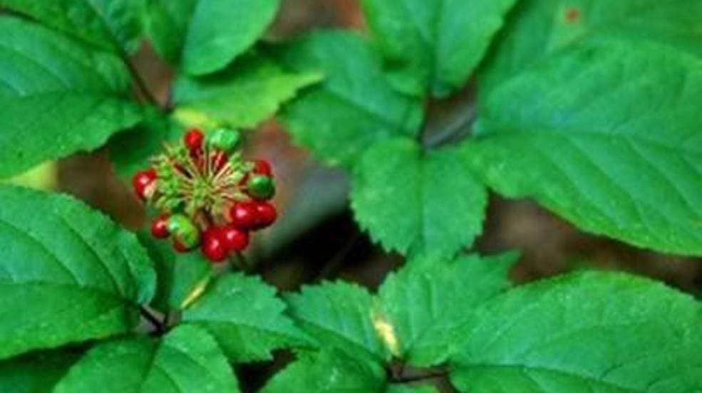 Wild ginseng harvest season to begin in Virginia