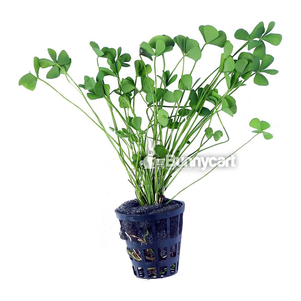 Buy Marsilea Hirsuta online