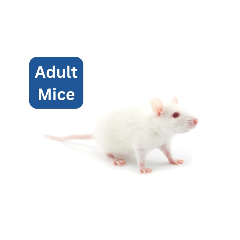 Frozen Mice - Adult - Buy Aquarium Fish
