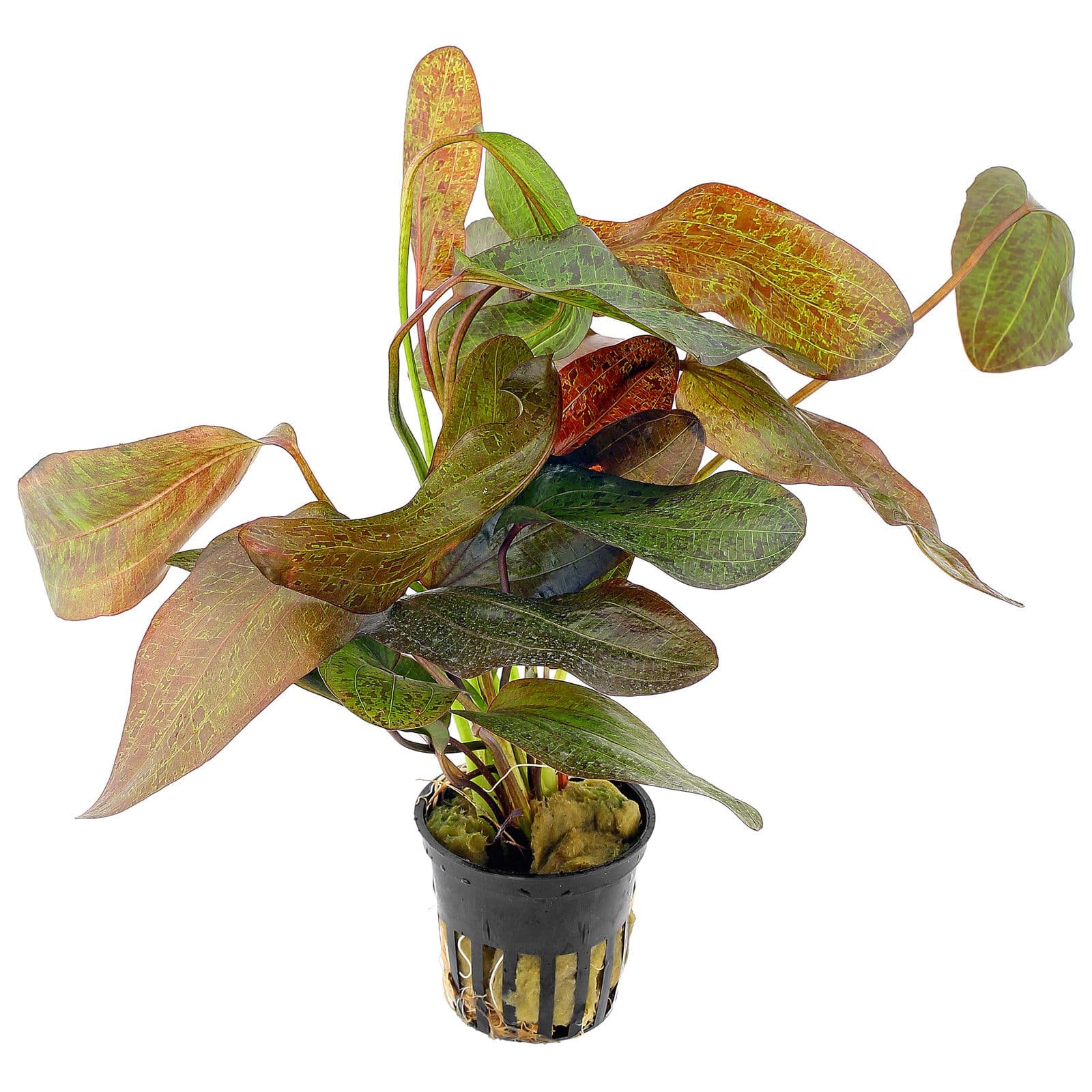 Echinodorus 'Ozelot Red ' - EpicAquatics