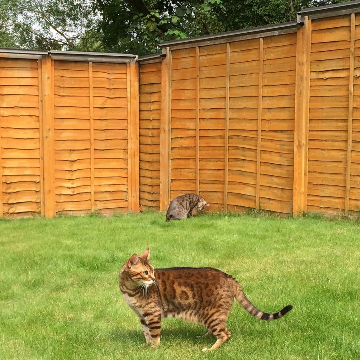 Oscillot Cat Proof Fence DIY Kit 2m Merino